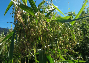 agmuladlai farm