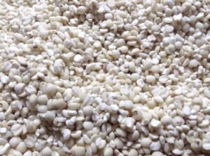 Adlai rice harvest